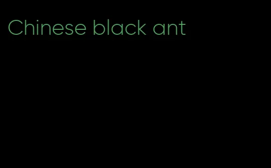 Chinese black ant