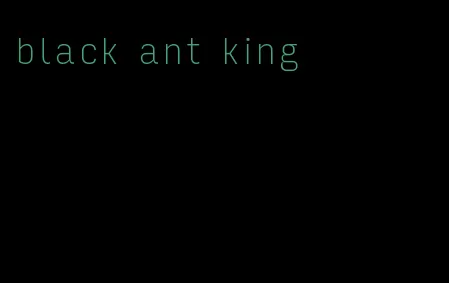 black ant king