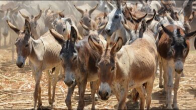 پاکستان کے کس صوبے میں کتنے گدھے ہیں ؟؟؟۔ تفصیلات سامنے آگئیں۔